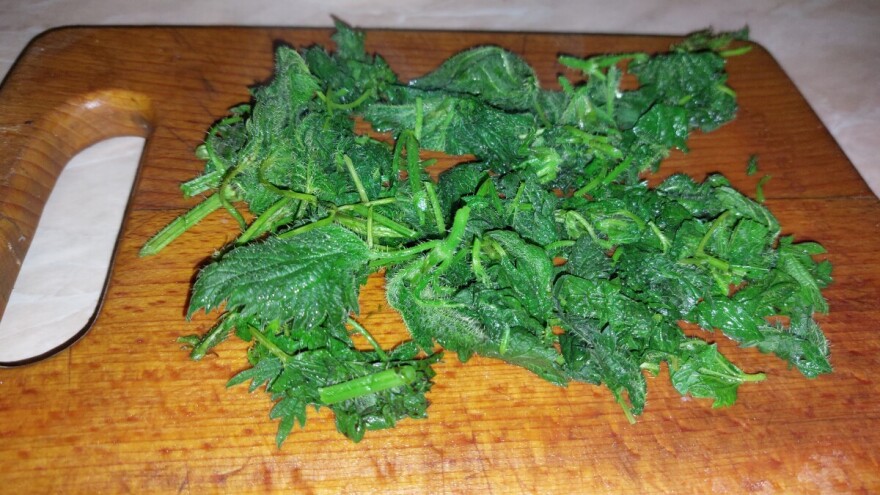 Kako napraviti varivo od mlade koprive?