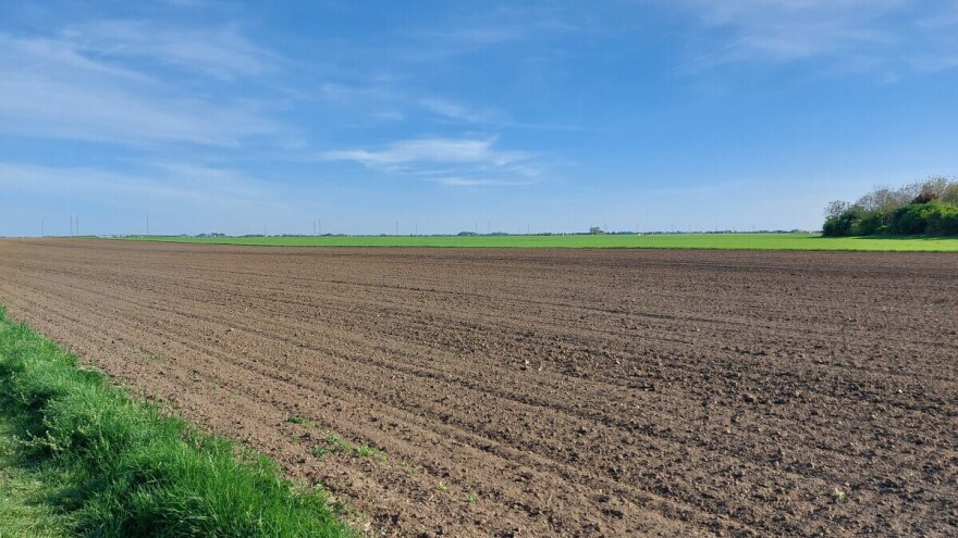 Podela korova: Mogu biti jednogodišnji ili višegodišnji, uskolisni ili širokolisni