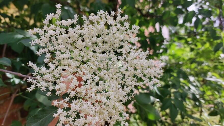 Zova ranije cvate, iskoristite njezine dobrobiti - evo 3 načina