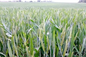 Kiša dobro došla pšenici, stručnjaci poručuju: Pratite i zaštitite usjeve na vrijeme
