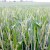 Kiša dobro došla pšenici, stručnjaci poručuju: Pratite i zaštitite usjeve na vrijeme
