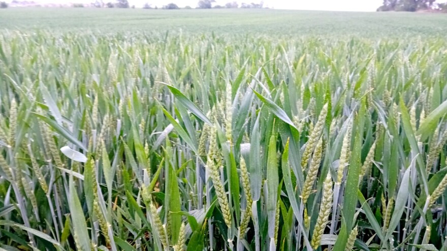 Kiša dobro došla pšenici, stručnjaci poručuju: Pratite useve i zaštitite ih na vreme