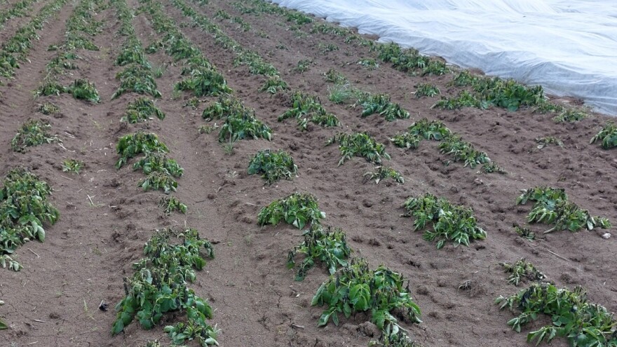 Kako da pomognete krompiru koji je oštećen mrazom?