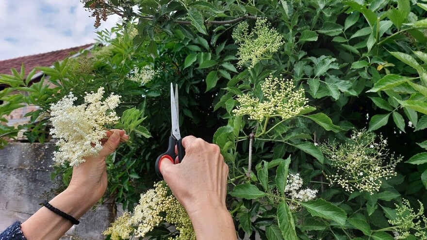 Sok od zove osvežava, ali i leči. Evo kako da ga napravite