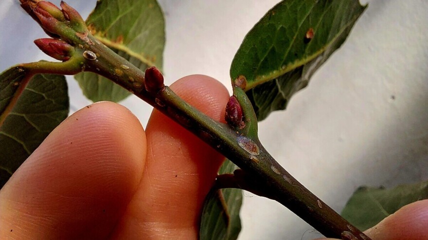 Lovor je napala štitasta uš - kako je suzbiti?