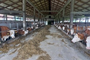 Stočari žele naprijed, Kancelarija za veterinarstvo BiH ih blokira?