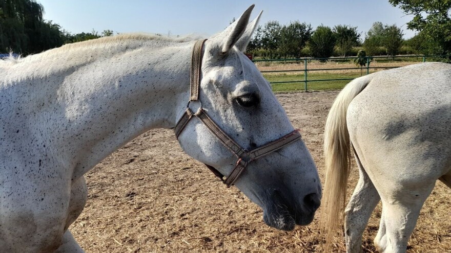 Hrvatska ima 36.000 konja, ali jedna županija predvodi: Evo tko su najveći igrači