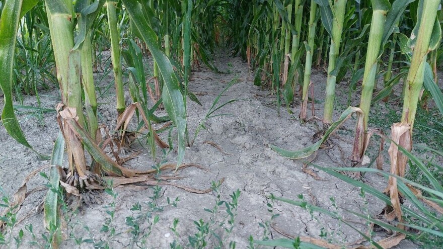 Opet stiže neuobičajeno toplo vrijeme - a padavine?