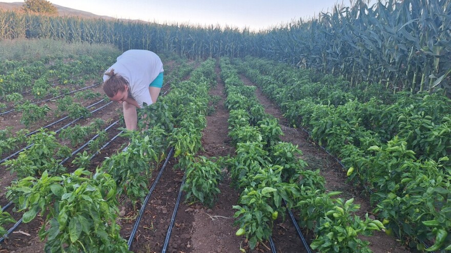 Obišli smo proizvođače krompira, paprike, paradajza. Da li će biti gubitaka zbog suše?