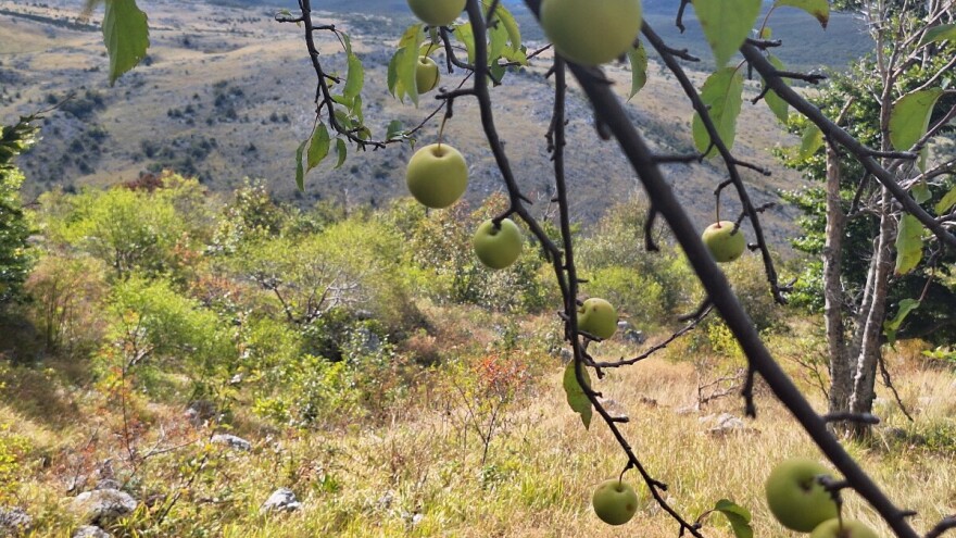 Šumske voćkarice - nekad nužno, a danas zaboravljeno bogatstvo prirode