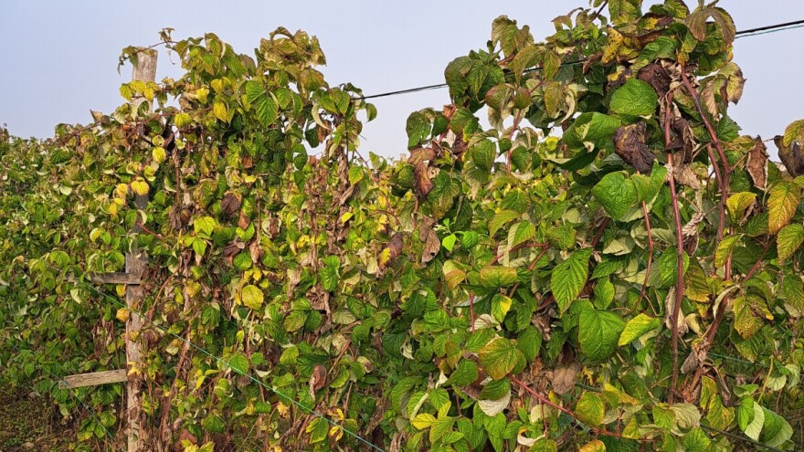 Prisutne bolesti u malinjacima - vreme je za jesenji tretman