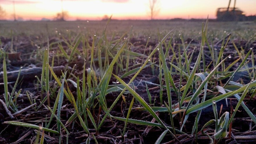 Povoljni uslovi za ozimine pred period zimskog mirovanja