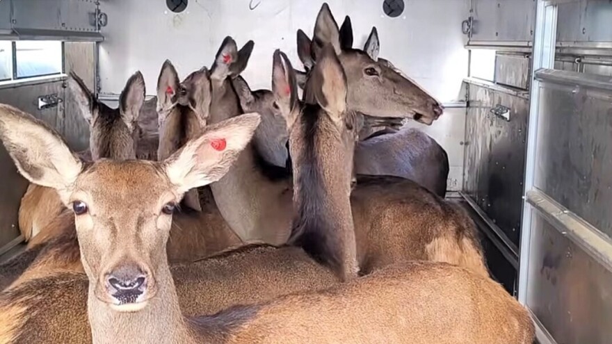 U BiH prvi put stigli jeleni iz Srbije, u planu i izvoz druge divljači