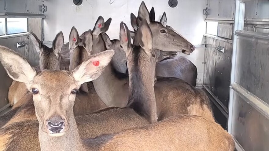Srbija prvi put izvezla jelene, u planu i izvoz druge divljači