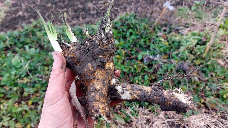 Kako ukiseliti ren za duže čuvanje?