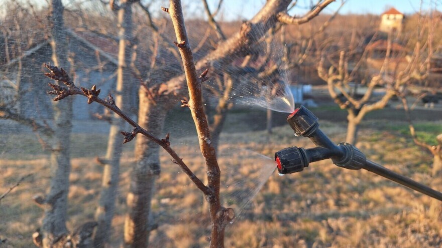 Ne preskačite prvi hemijski tretman u zasadima. Vrijeme je za plavo "kupanje" voćaka