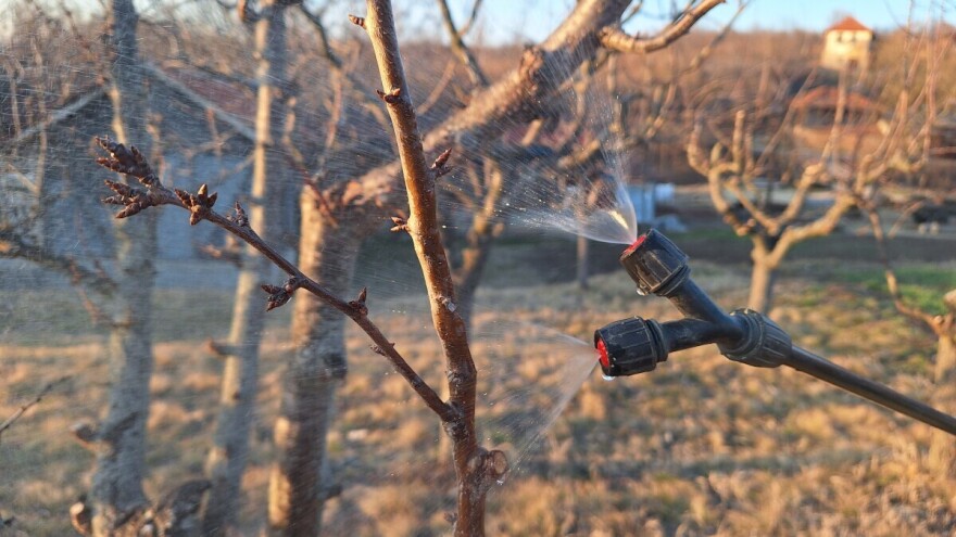 Ne preskačite prvi hemijski tretman u zasadima. Vreme je za plavo "kupanje" voćaka