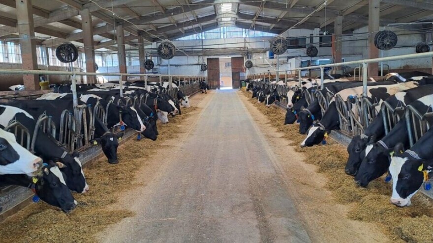 Toplinski stres: Kako pomoći kravama i kako ublažiti njegov učinak?