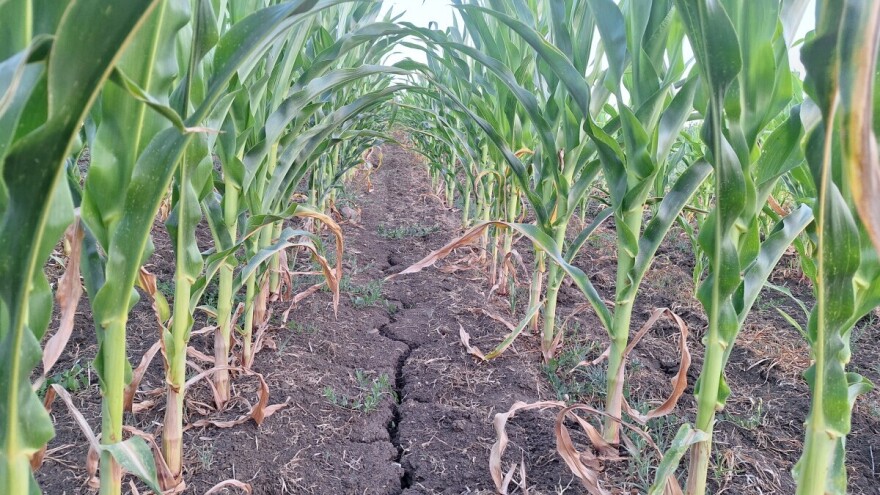 Kukuruz zaostaje u porastu dok "vapi" za vodom: Šta kažu stručnjaci?