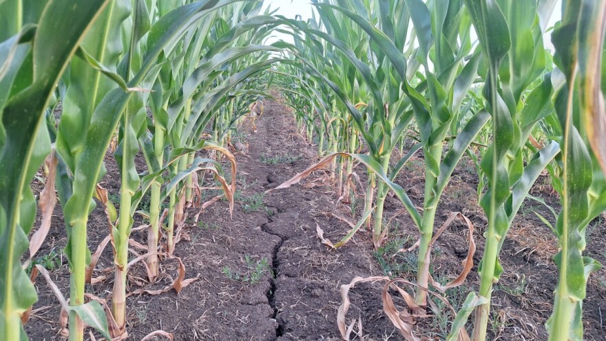 Kukuruz zaostaje u porastu dok "vapi" za vodom. Ratari gledaju u nebo, a šta kažu stručnjaci?