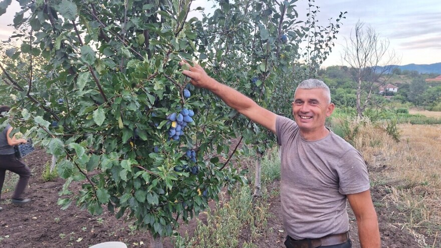 Prinos stenleja znatno manji, otkupna cena viša nego lane. Šta kaže struka, a šta proizvođač?