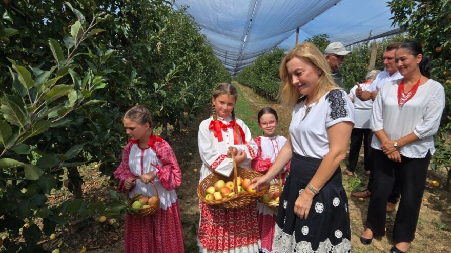 U Moslavini započela berba jabuka