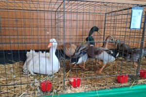 Državna izložba mladog uzgoja golubova, kunića, peradi, ptica i zamorčića u Virovitici