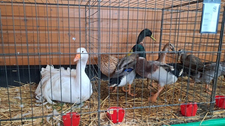 Državna izložba mladog uzgoja golubova, kunića, peradi, ptica i zamorčića u Virovitici