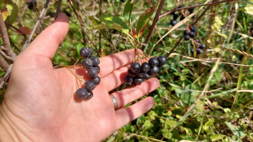 Evo tri saveta šta s grmom aronije nakon berbe