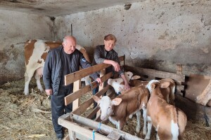 Pravo čudo na imanju Mladenovića: Krava Beba otelila četiri zdrava teleta