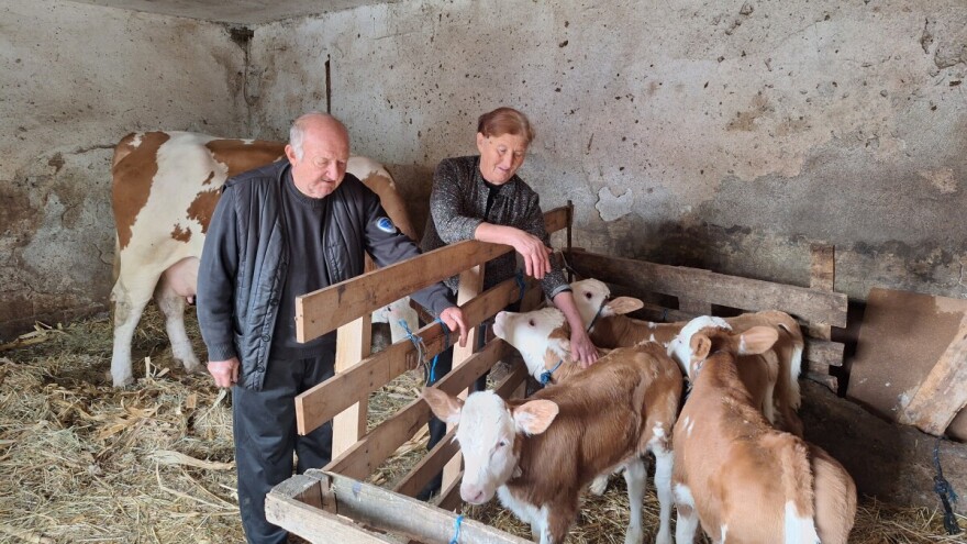 Pravo čudo na imanju Mladenovića: Krava Beba otelila četiri zdrava teleta