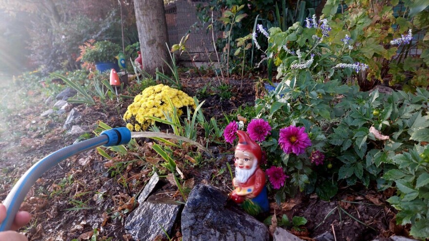 Da li je cveću potrebno zalivanje i prihrana u jesen?