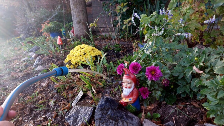 Treba li cvijeće zalijevanje i prihranu u jesen?