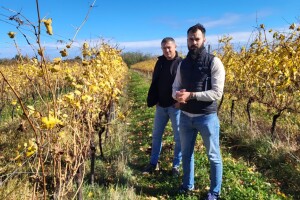 Tlo koje diše: Evo koja je tajna uspjeha vina iz srca Slavonije