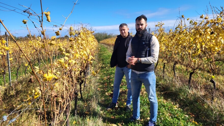 Tlo koje diše: Evo koja je tajna uspjeha vina iz srca Slavonije