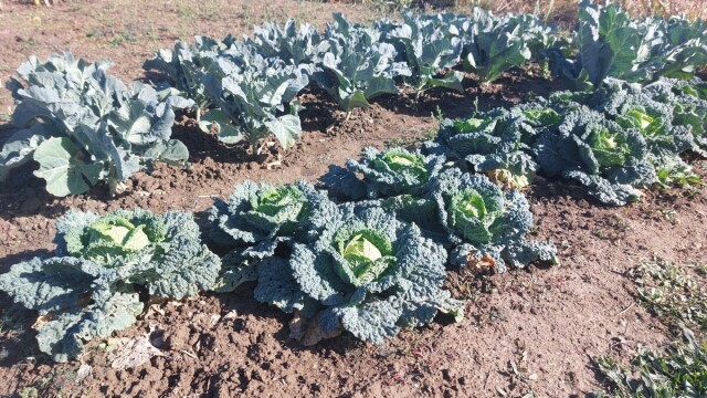 Ostalo vam je gnojiva od koprive? Uz dodatak pepela dobit ćete prihranu za kupusnjače Text image