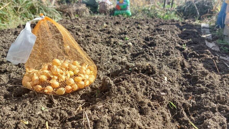 Šta učiniti s viškom lučica luka? Pet ideja koje će vam olakšati odluku