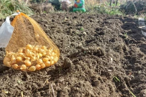 Šta učiniti s viškom lukovica luka? Pet ideja koje će vam olakšati odluku