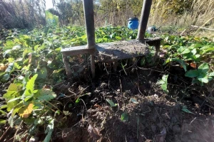 Jagode u vrtu: Kako ih se riješiti i šta saditi nakon njih?