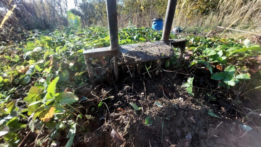 Jagode u vrtu: Kako ih se riješiti i šta saditi nakon njih?