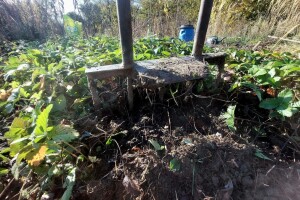 Jagode u vrtu: kako ih se riješiti i što saditi nakon njih?