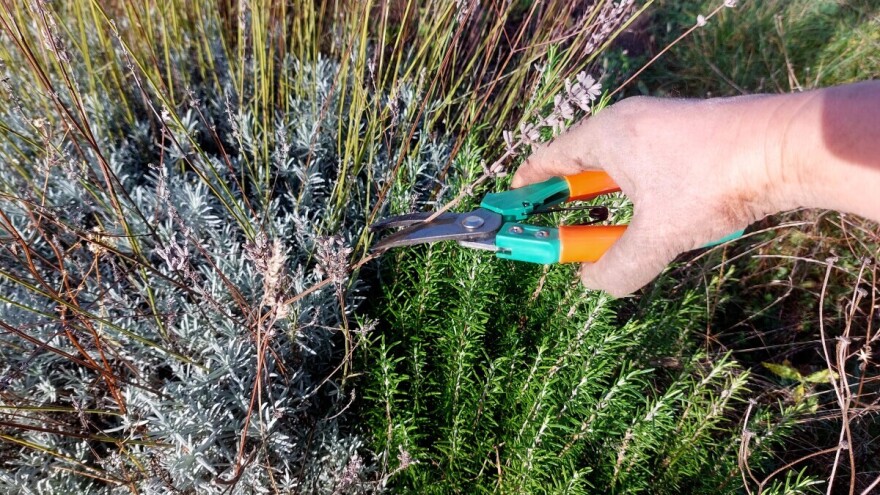 Kada i kako obaviti jesenje orezivanje lavande, kadulje, ružmarina na kontinentu?
