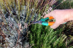 Kada i kako obaviti jesensko orezivanje lavande, kadulje, ružmarina na kontinentu?