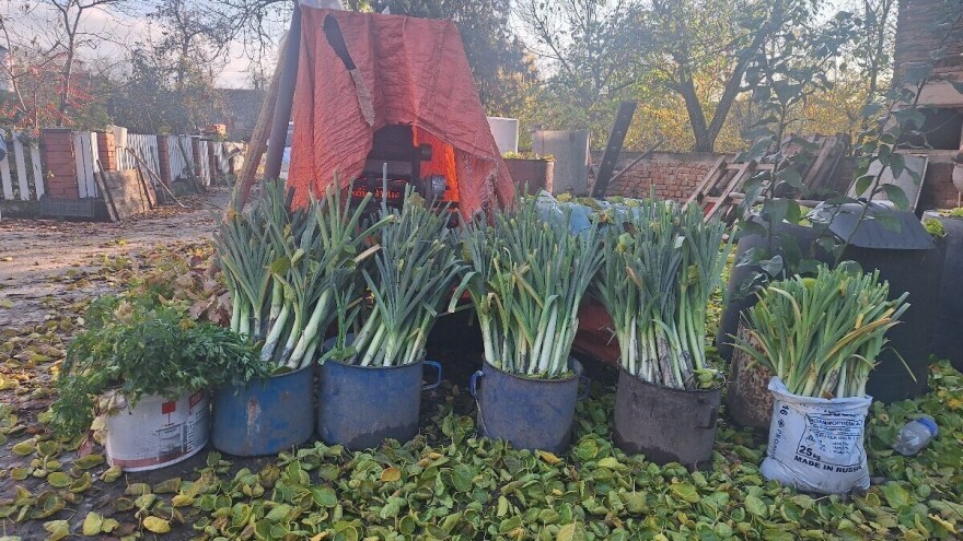 Kako sačuvati praziluk od izmrzavanja? Pesak će pomoći, a evo i zašto