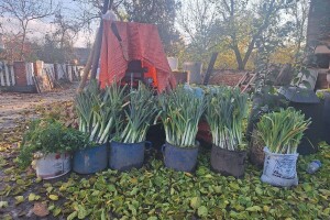 Kako sačuvati praziluk od izmrzavanja? Pijesak će pomoći, a evo i zašto