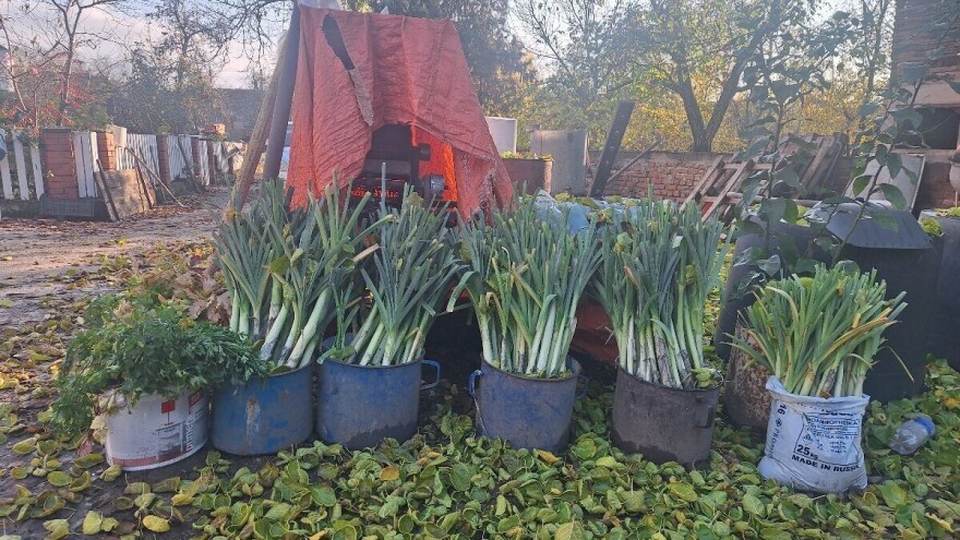 Kako sačuvati praziluk od izmrzavanja? Pijesak će pomoći, a evo i zašto