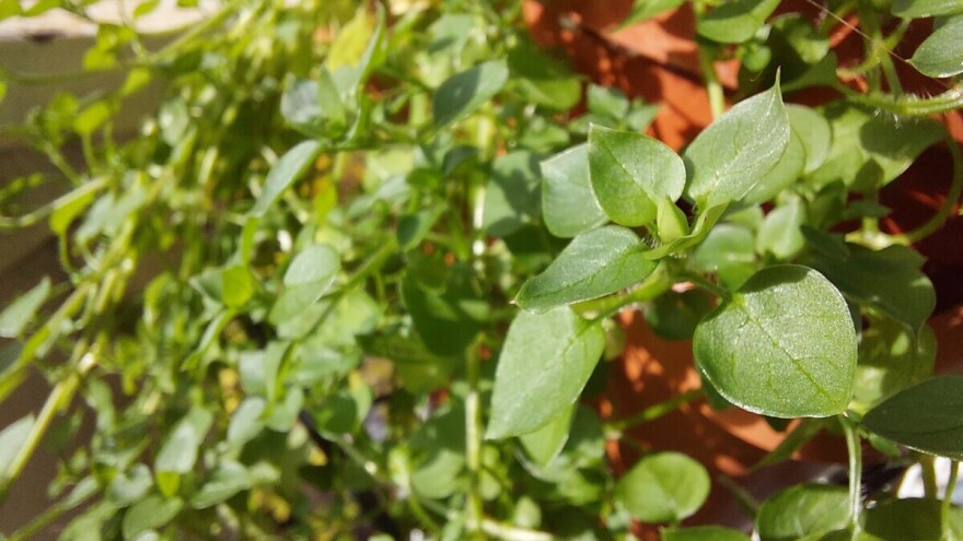 Mišjakinja: Jestiva samonikla biljka puna gvožđa i vitamina raste u jesen i zimu