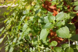 Mišjakinja: Jestiva samonikla biljka puna željeza i vitamina raste u jesen i zimu