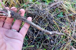 Vađenje korena lekovitog bilja u jesen: Gavez, maslačak i kopriva