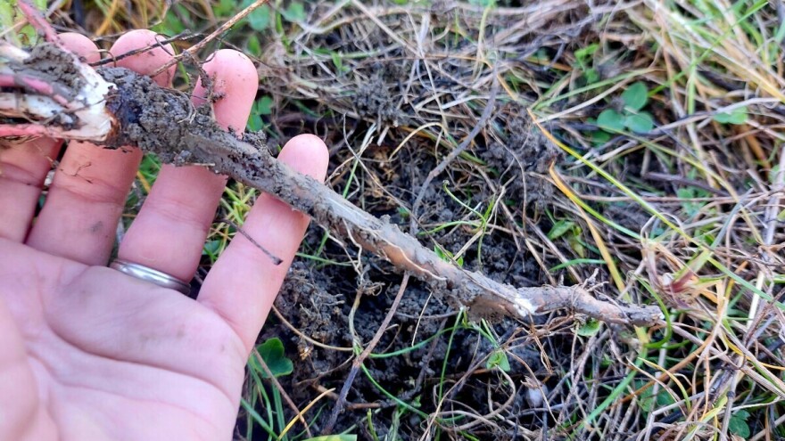 Vađenje korena lekovitog bilja u jesen: Gavez, maslačak i kopriva